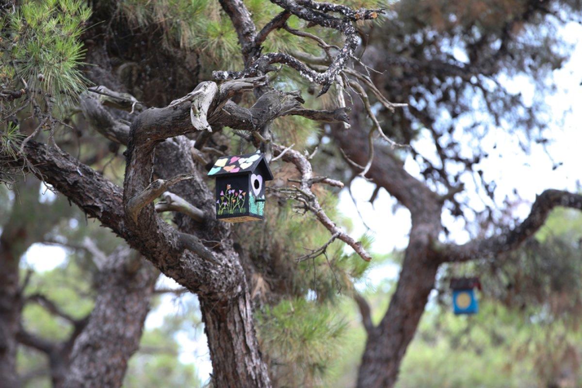 İstanbul'da ormanlarda zararlı böceklere karşı mücadele