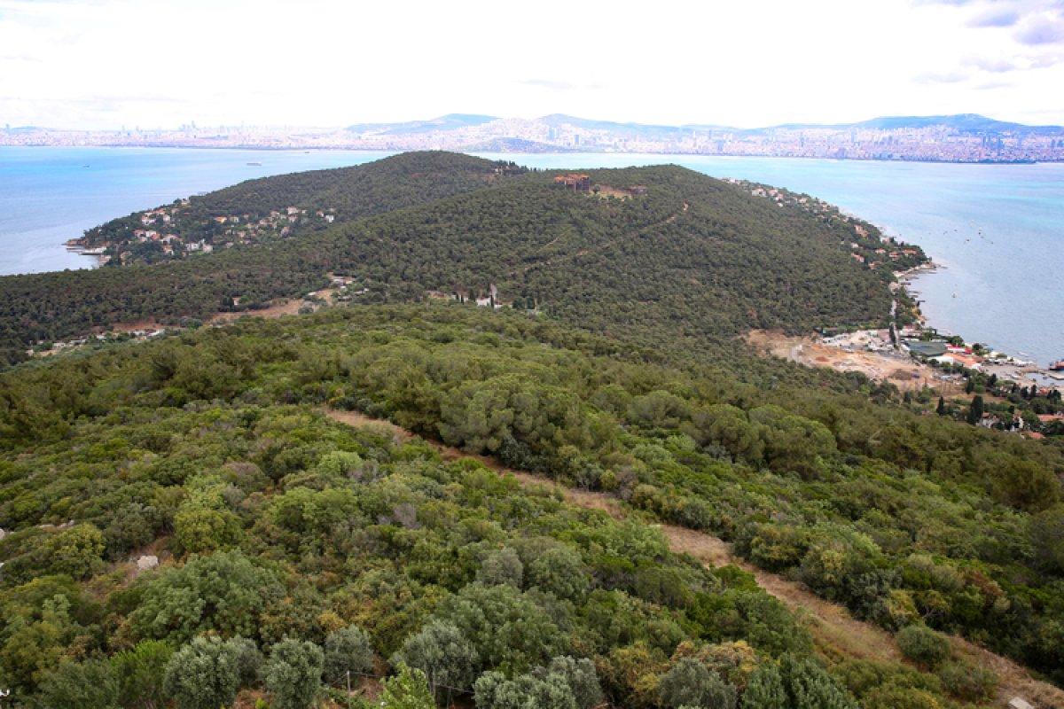 İstanbul'da ormanlarda zararlı böceklere karşı mücadele