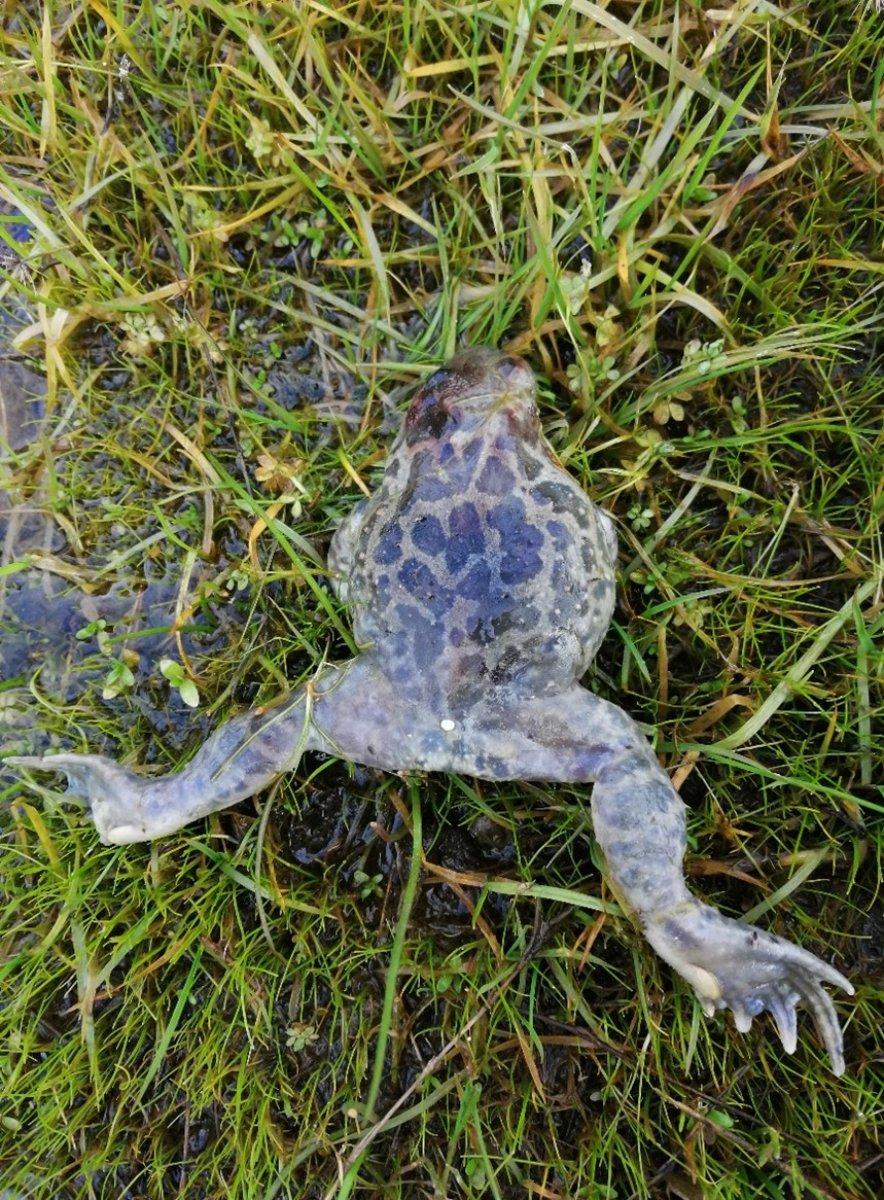 Karaburun'da biyoçeşitlilik çalışmaları sürüyor