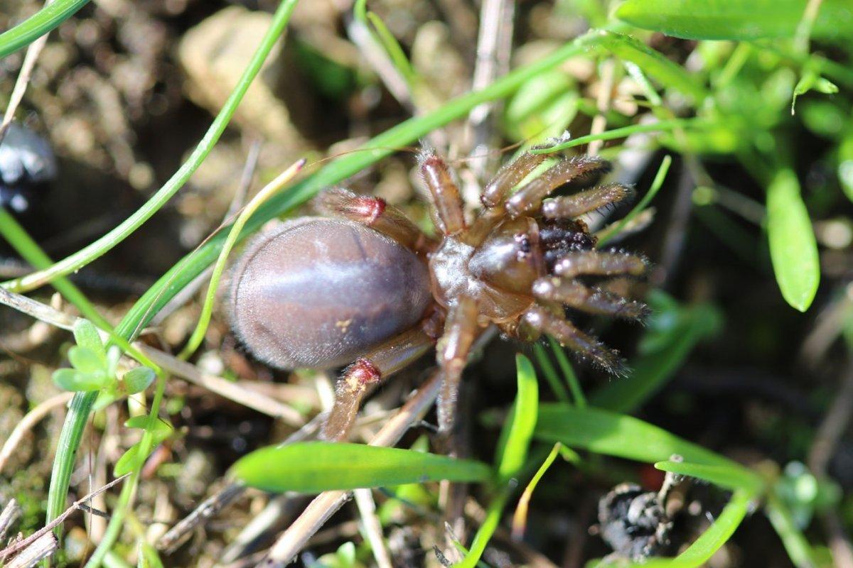 Karaburun'da biyoçeşitlilik çalışmaları sürüyor