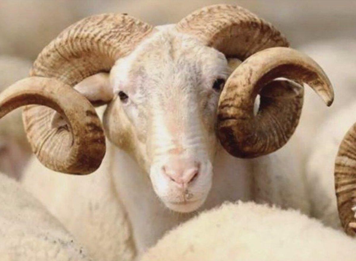 Zincir marketlerde kesilen kurban caiz olur mu?