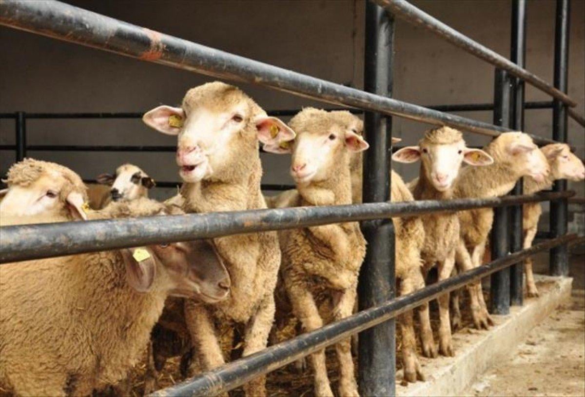 Hangi hayvanlar kurban olarak kesilmez?