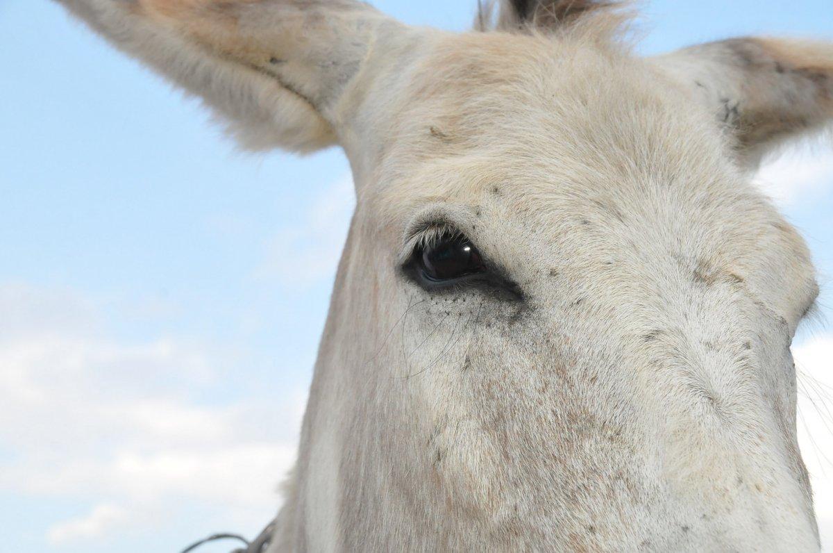 Konya'da eşekler birincilik için yarıştı