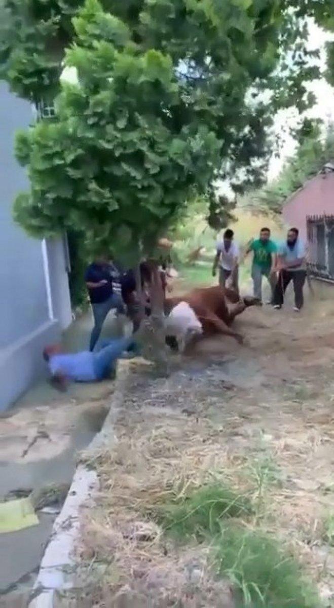 Arnavutköy'de bir boğayı 7 kişi zapt edemedi