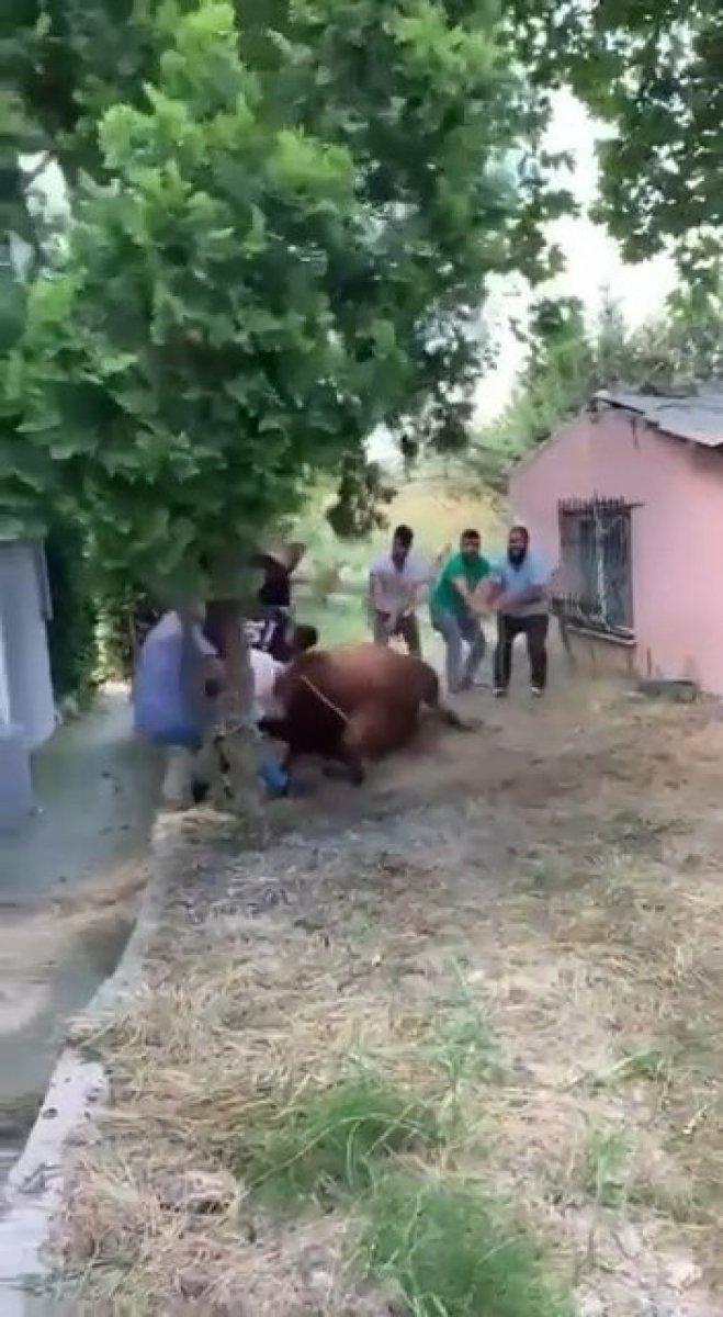 Arnavutköy'de bir boğayı 7 kişi zapt edemedi