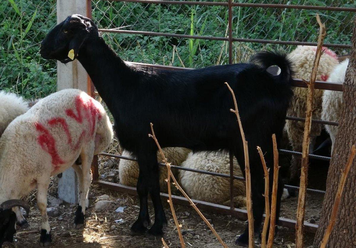 Bayramın ilk firari kurbanlıkları