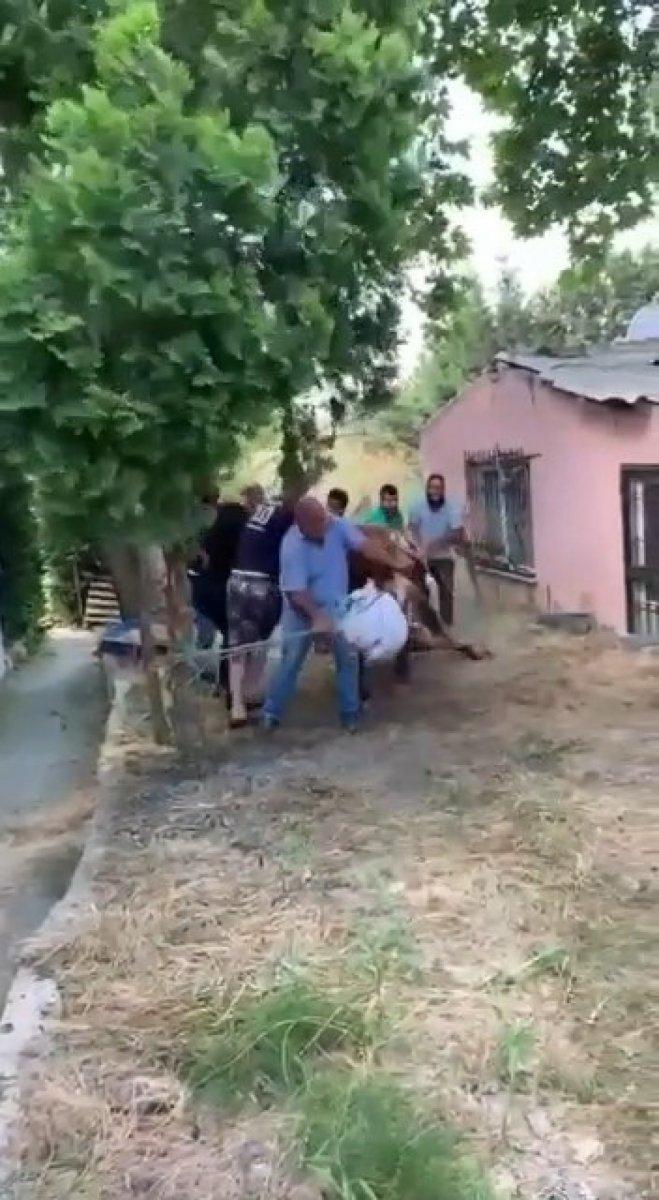 Arnavutköy'de bir boğayı 7 kişi zapt edemedi