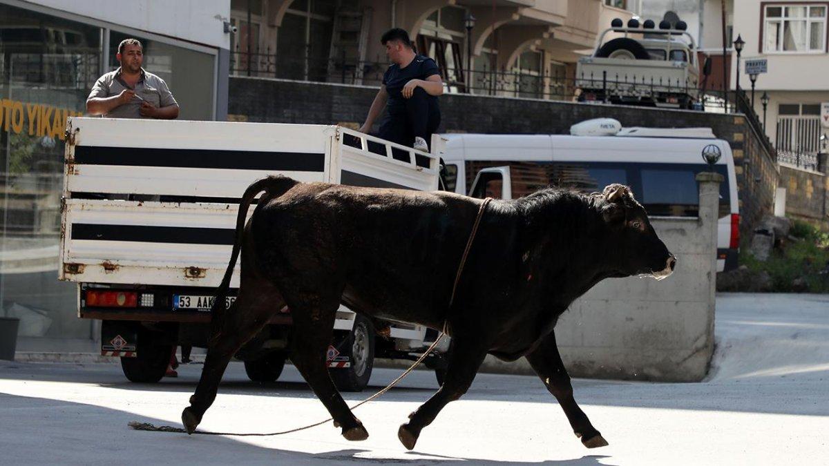 Rize'de kaçarken sahibini yaralayan boğa dere yatağında kesildi