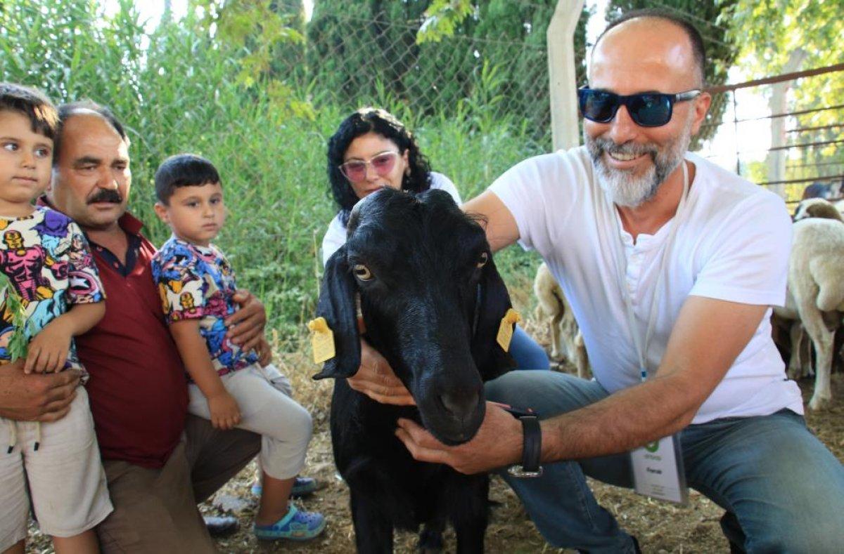 Bayramın ilk firari kurbanlıkları