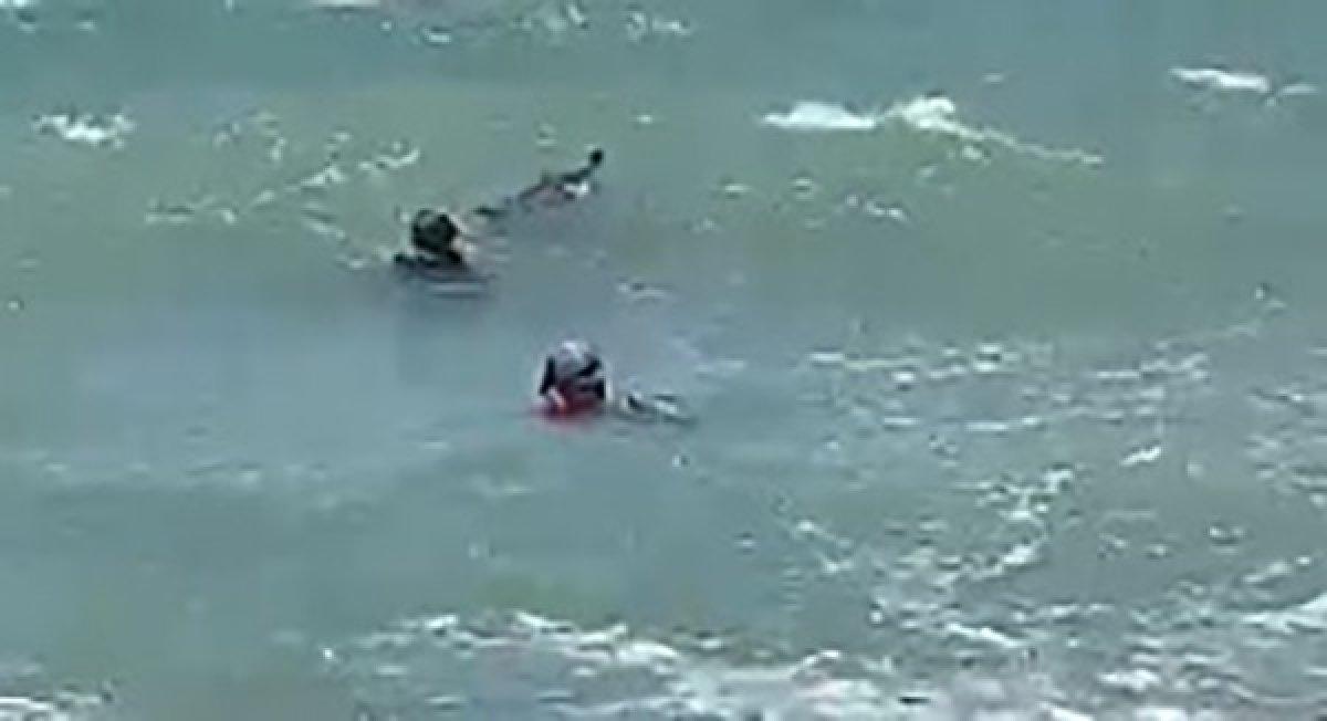 İzmir'de yavrusu ölü doğan yunus, kendini karaya vurdu