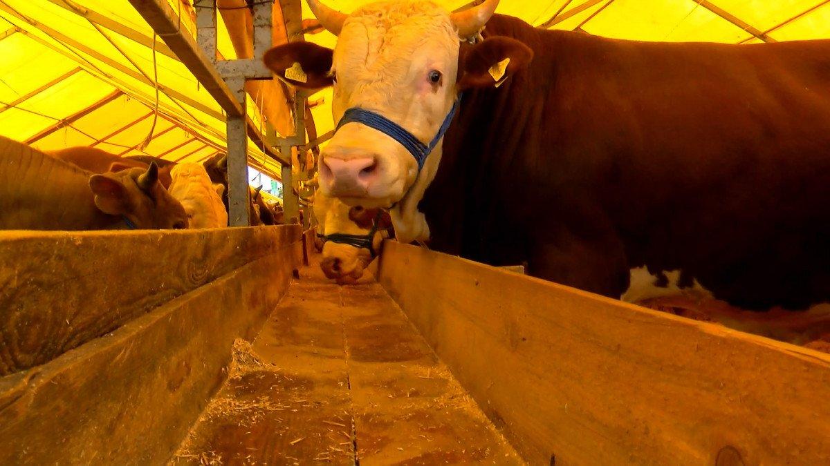 İstanbul'daki kurbanlıkların büyük çoğunluğu satıldı