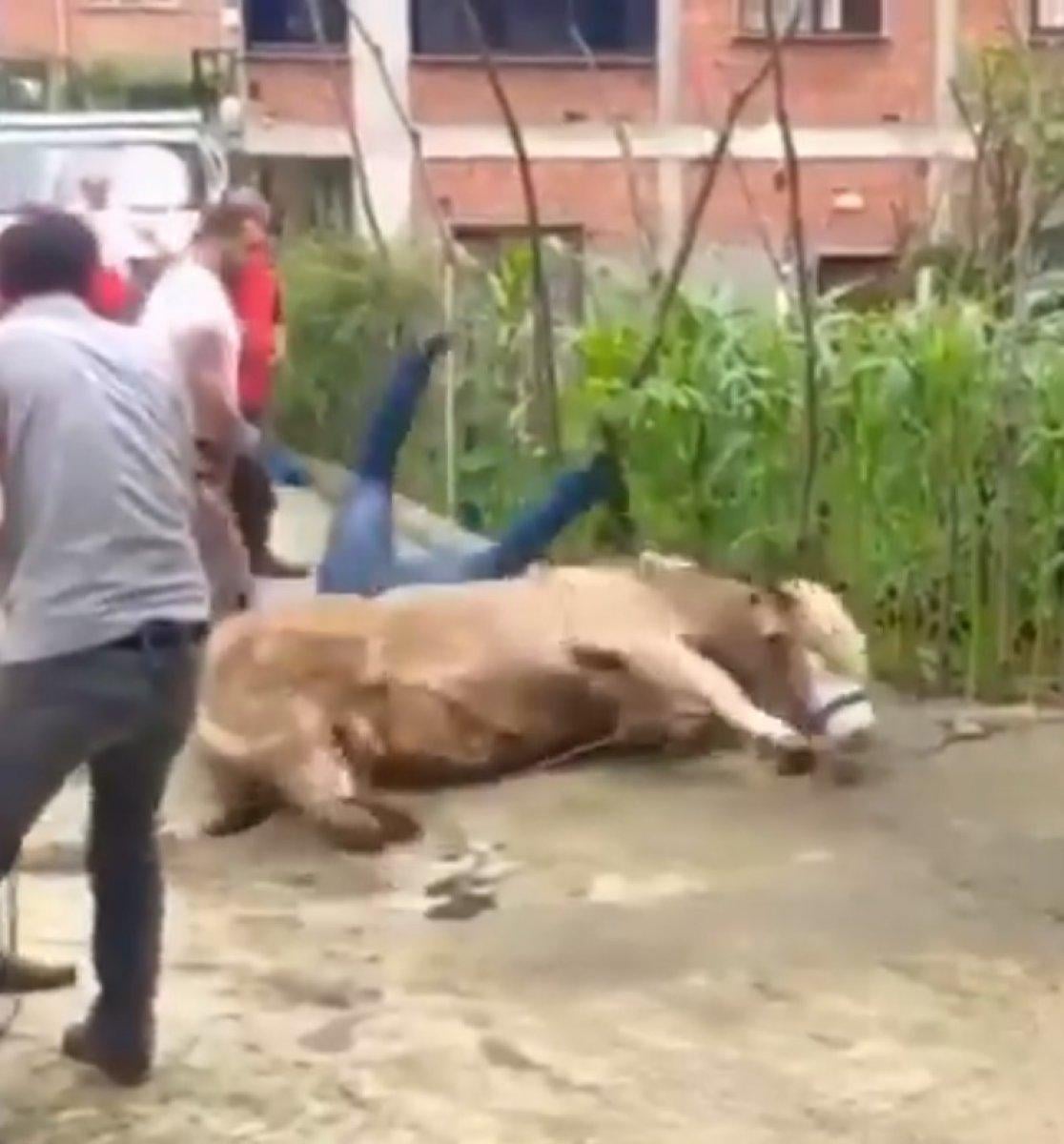 Kurban Bayramı'nda en çok paylaşılan video