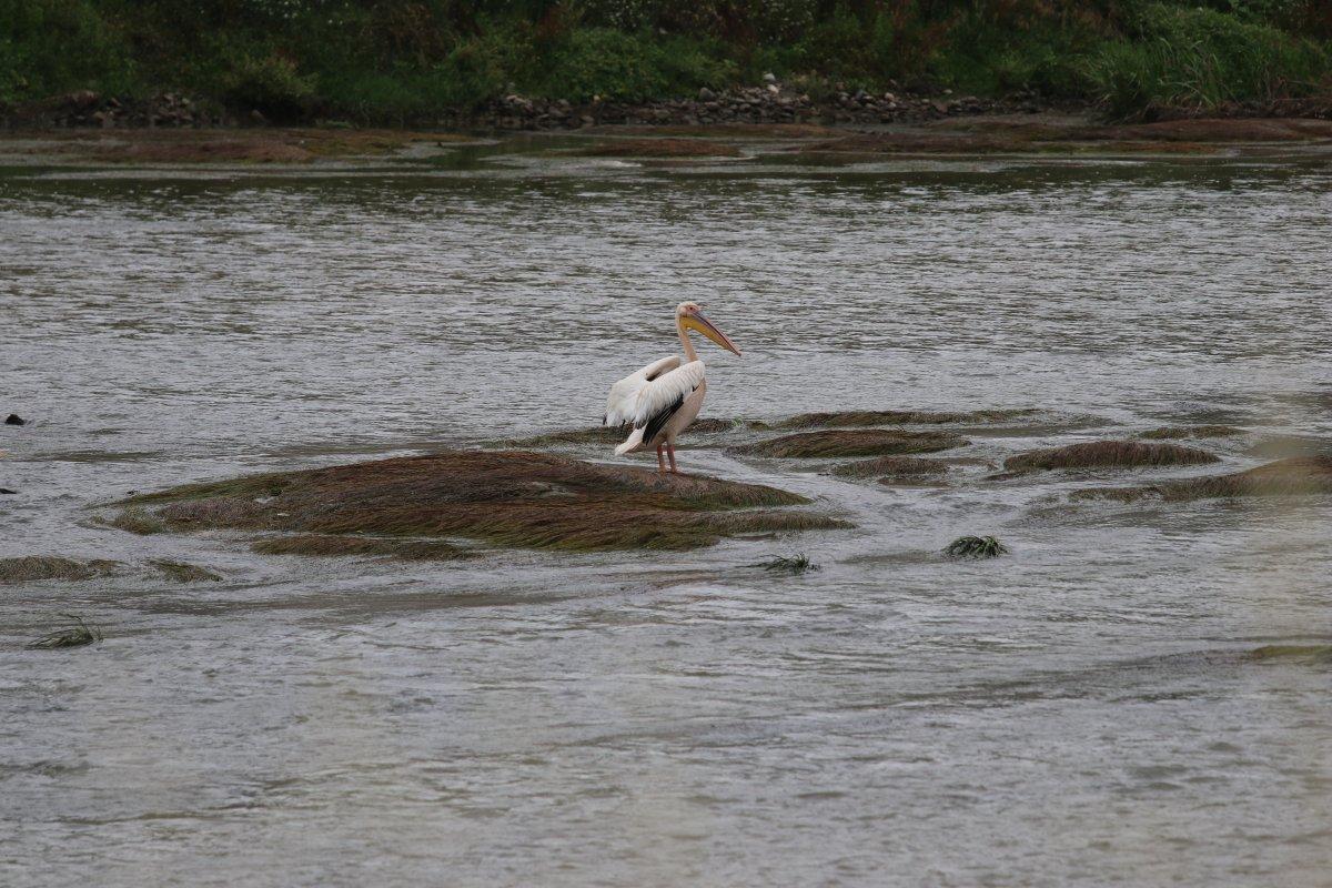 Afrika’dan Anadolu’ya göç eden pelikanlar Yeşilırmak’ta görüldü
