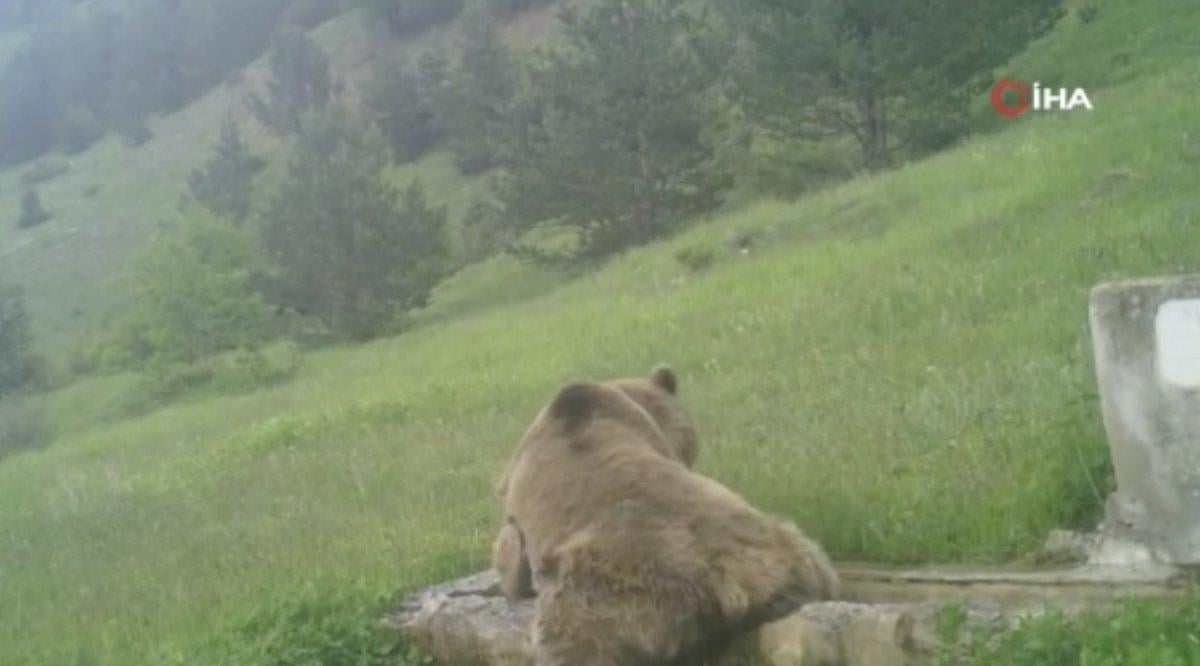 Sevimli ayının havuz keyfi