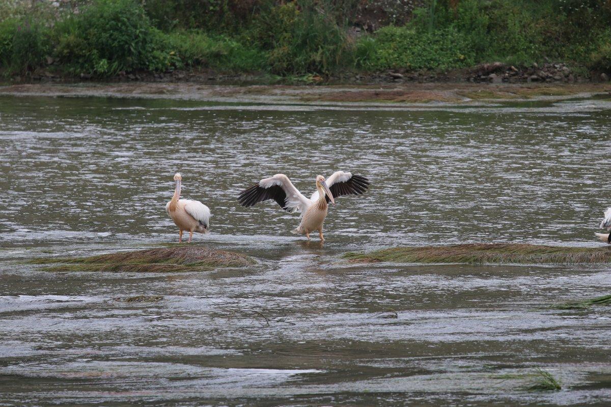 Afrika’dan Anadolu’ya göç eden pelikanlar Yeşilırmak’ta görüldü
