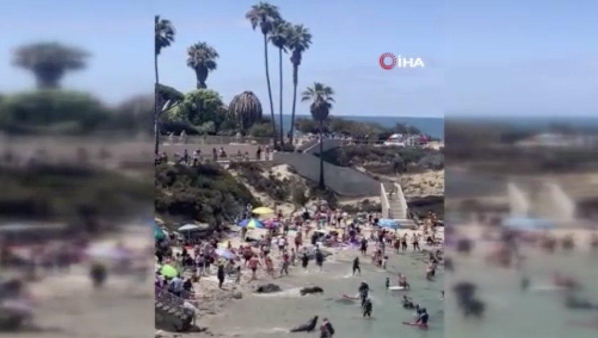 ABD’de plaja çıkan deniz aslanları insanları kovaladı