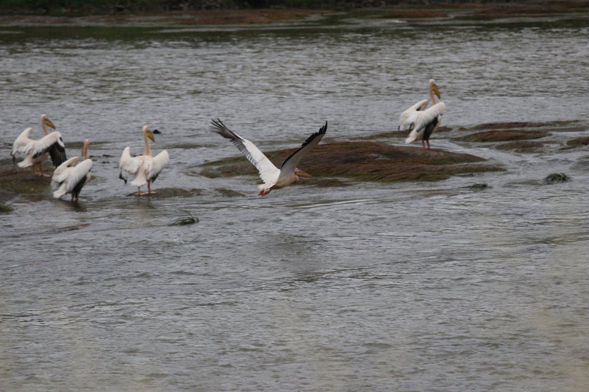 Afrika’dan Anadolu’ya göç eden pelikanlar Yeşilırmak’ta görüldü