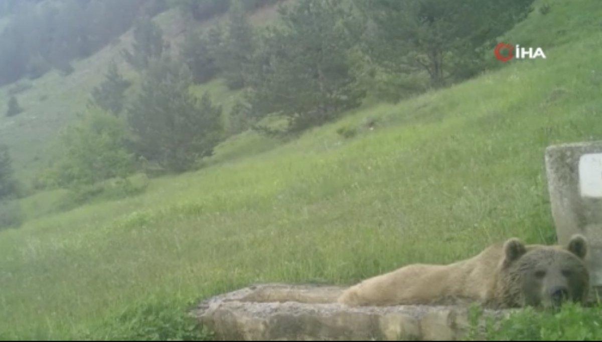 Sevimli ayının havuz keyfi