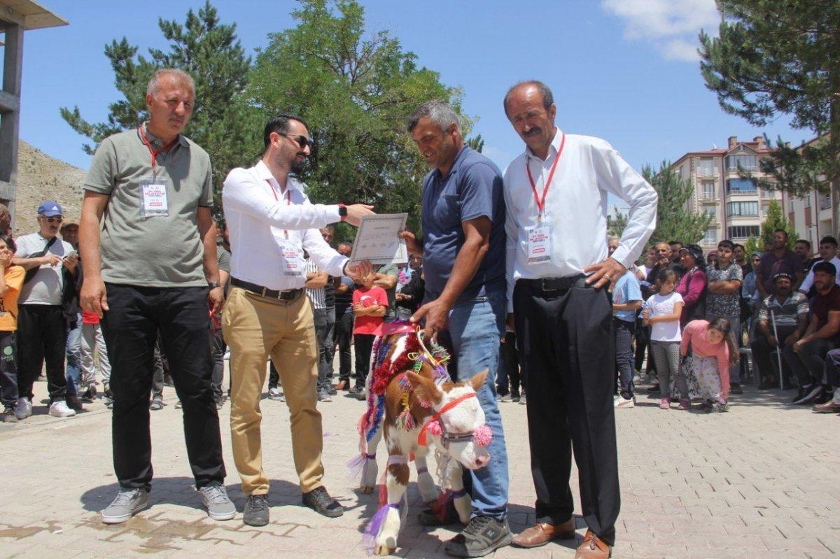 Sivas'ta buzağılar podyuma çıktı