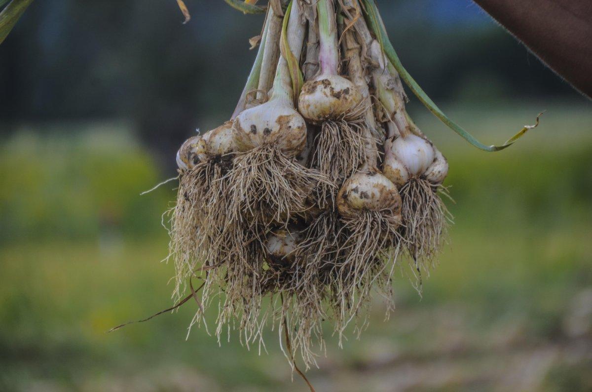 Kastamonu'da Taşköprü sarımsağının hasadına başlandı