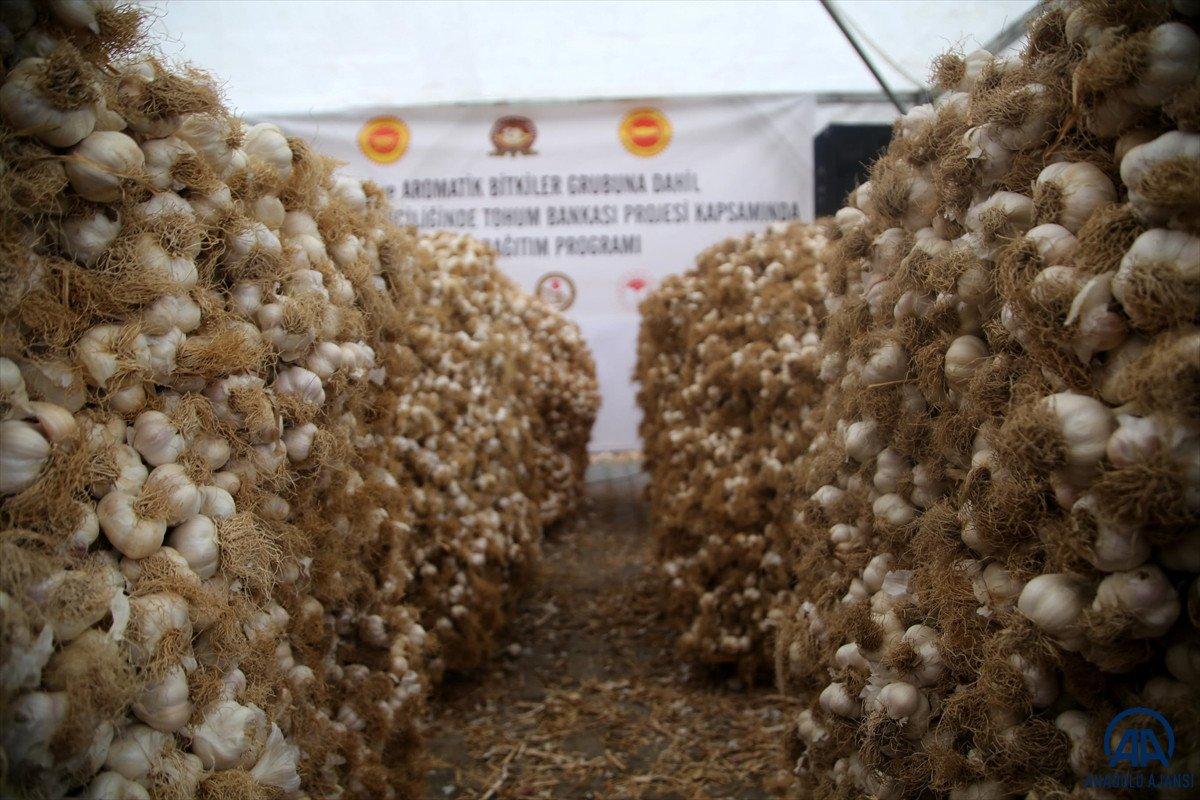 Kastamonu'da Taşköprü sarımsağının hasadına başlandı