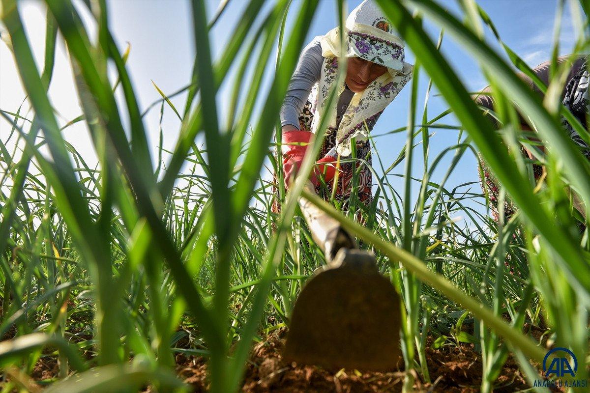 Kastamonu'da Taşköprü sarımsağının hasadına başlandı