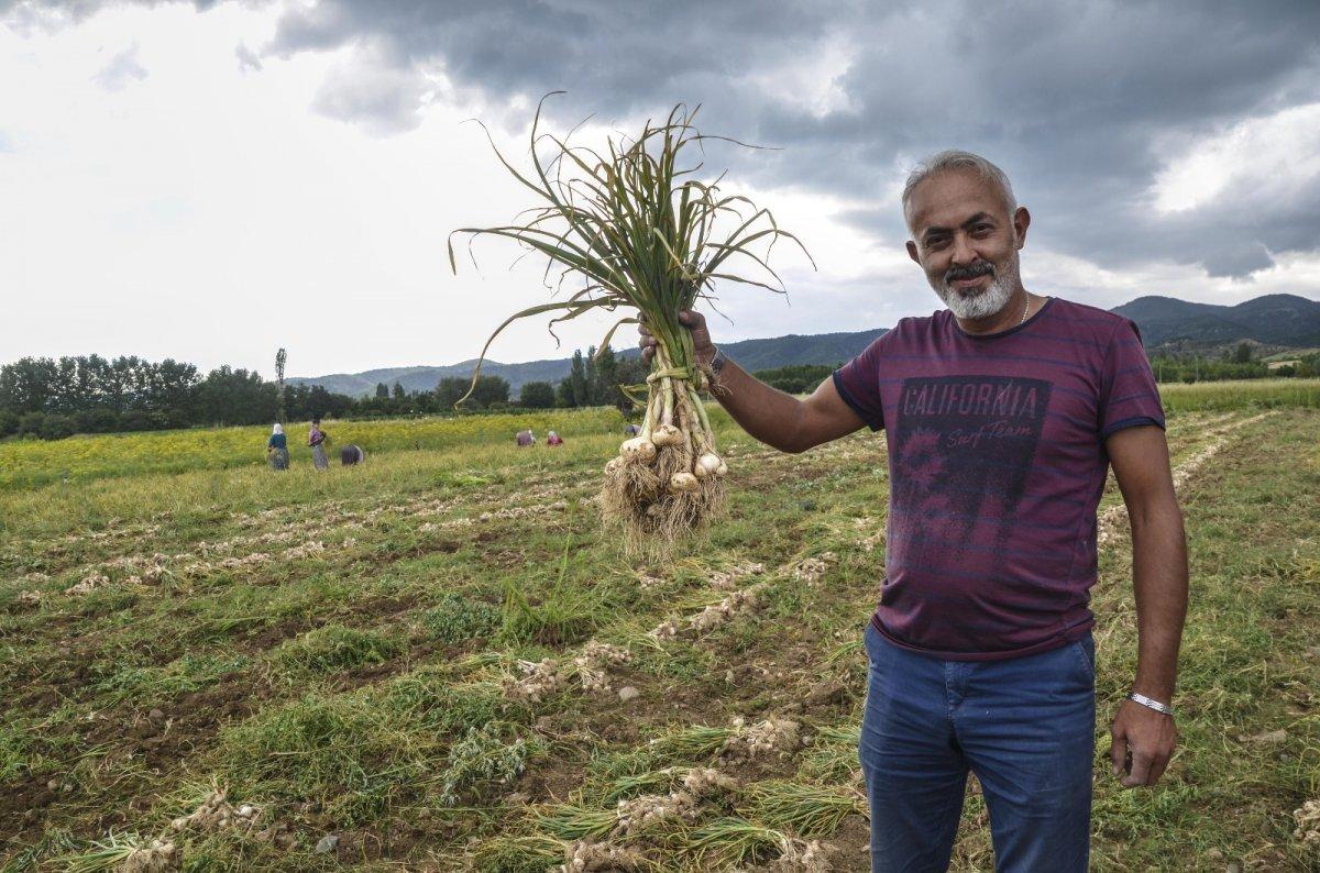 Kastamonu'da Taşköprü sarımsağının hasadına başlandı