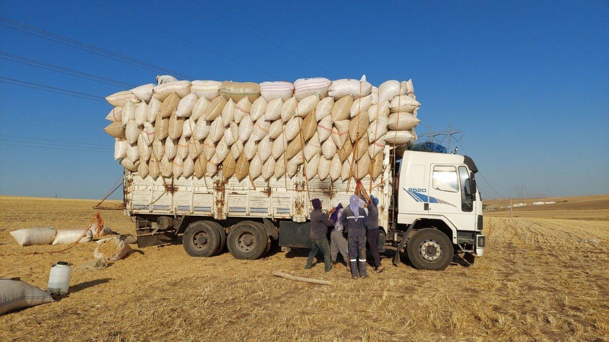 Diyarbakır'da ay ışığında çalışan işçilerinin günlüğü 500 TL