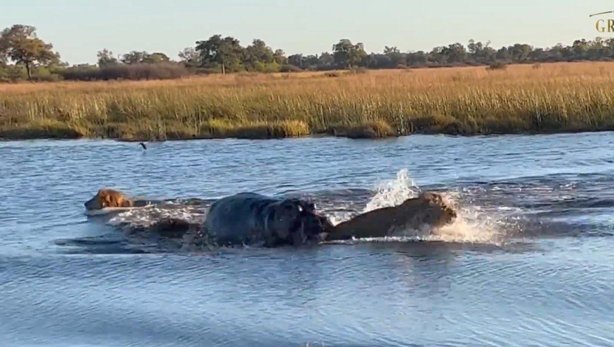 Dev su aygırı, nehri geçen erkek aslanlara saldırdı