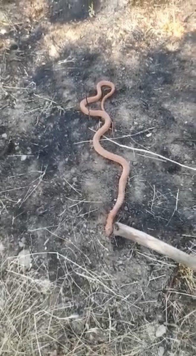 Elazığ'da yılan gören köylülerin gülümseten diyaloğu