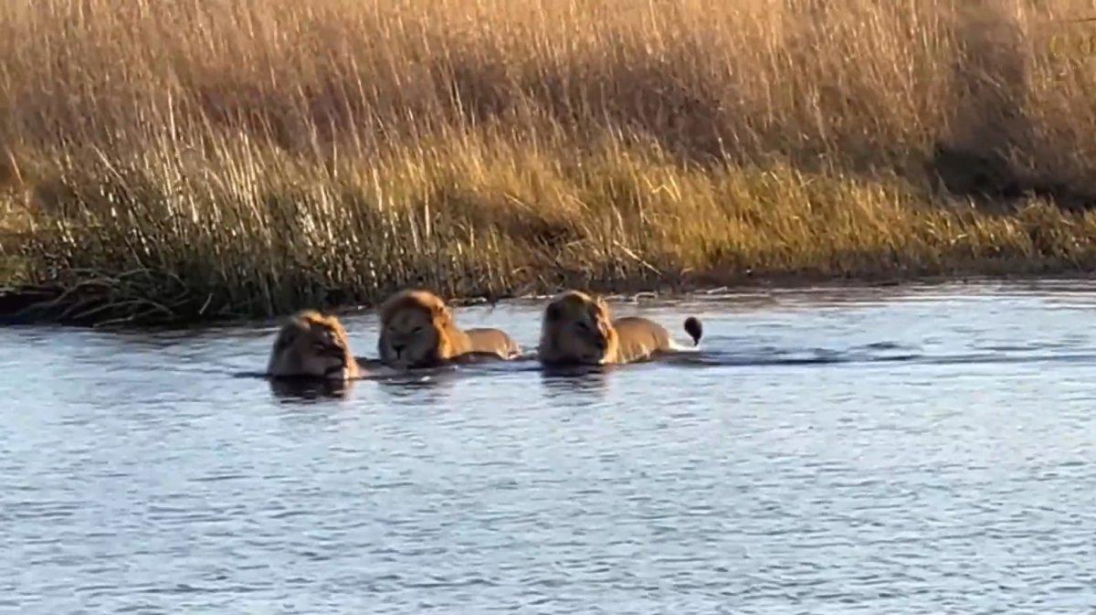 Dev su aygırı, nehri geçen erkek aslanlara saldırdı