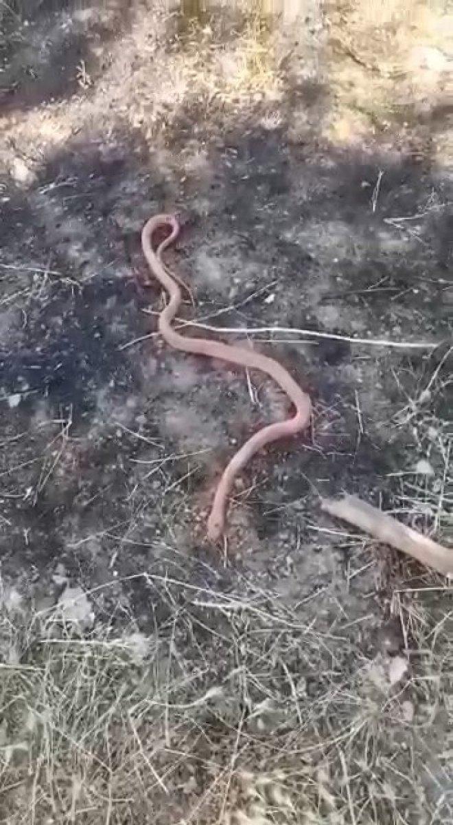 Elazığ'da yılan gören köylülerin gülümseten diyaloğu