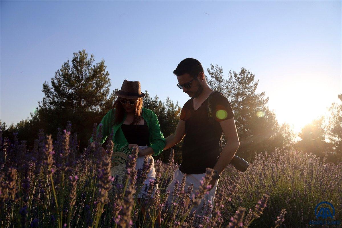 Muğla'da lavanta bahçeleri misafirlerini ağırladı