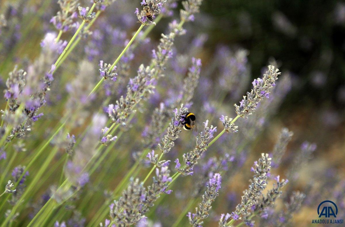 Muğla'da lavanta bahçeleri misafirlerini ağırladı