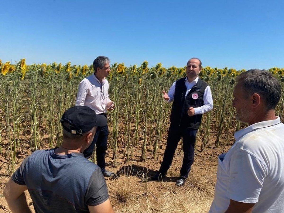 Trakya'da istilacı çayır tırtılını inceleme çalışmaları başladı