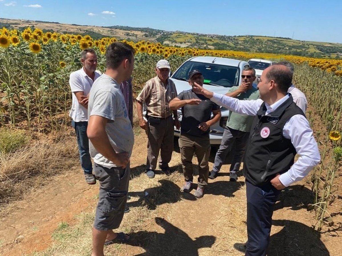 Trakya'da istilacı çayır tırtılını inceleme çalışmaları başladı