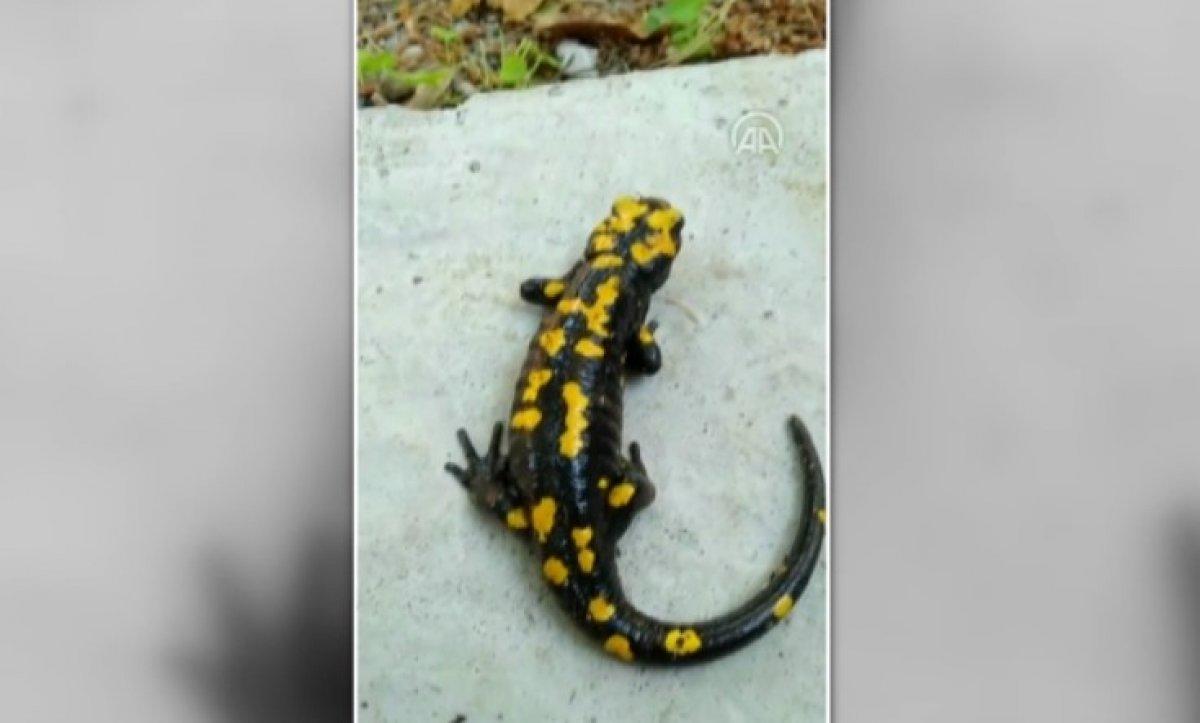 Osmaniye'de sarı benekli semender görüldü