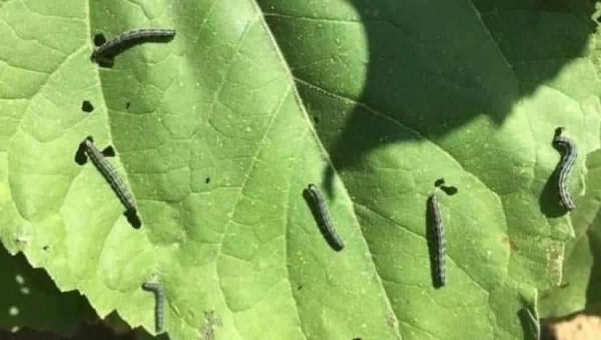 Tekirdağ’da tırtıl istilası: Dron ile operasyon başlatıldı