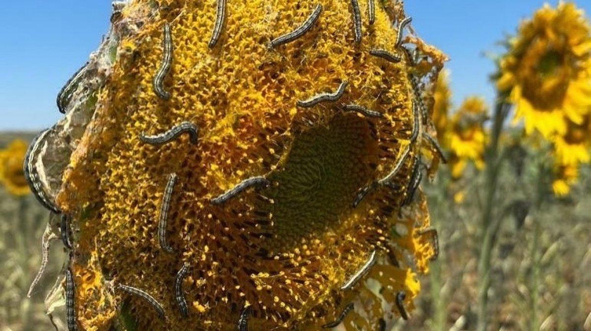 Tekirdağ’da tırtıl istilası: Dron ile operasyon başlatıldı