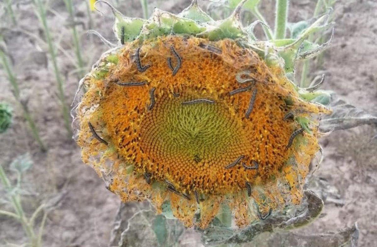 Tekirdağ’da tırtıl istilası: Dron ile operasyon başlatıldı