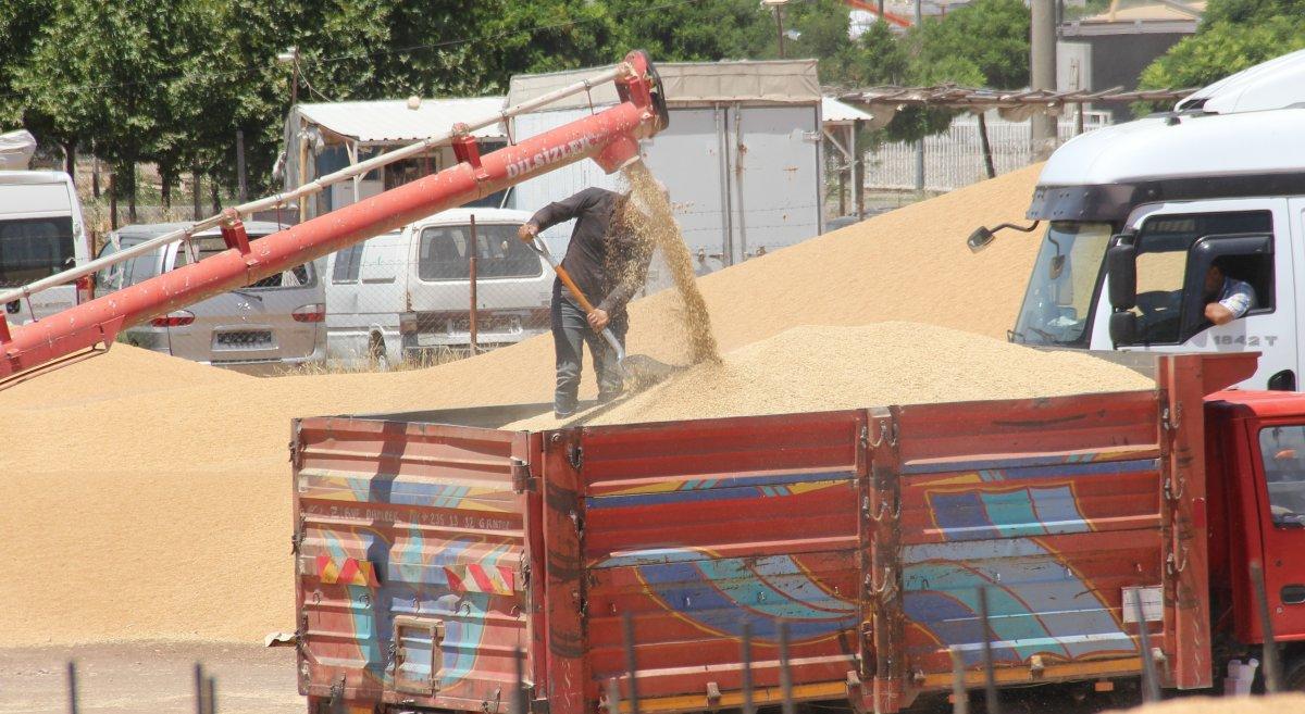 Yurt dışına buğday satıldığı iddiasının yalan olduğu ortaya çıktı