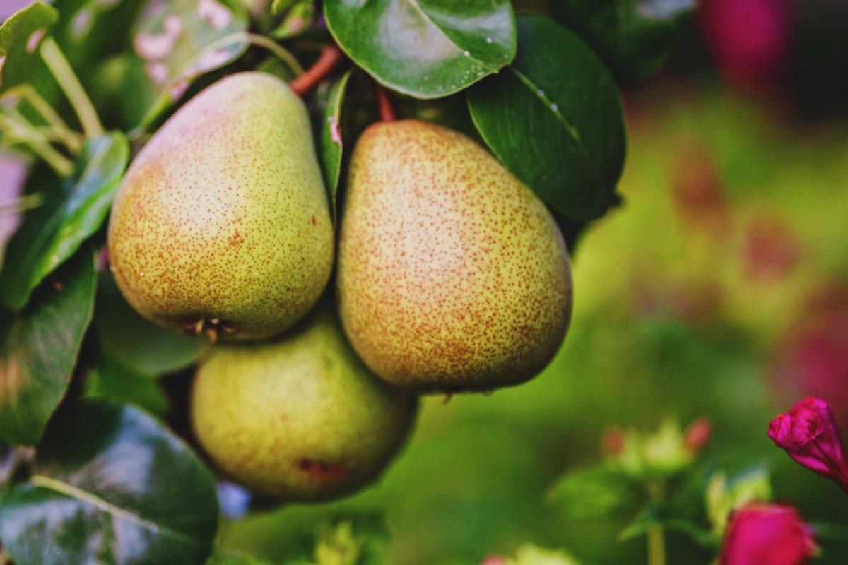 Kan şekerini yükseltmeyen 10 meyve