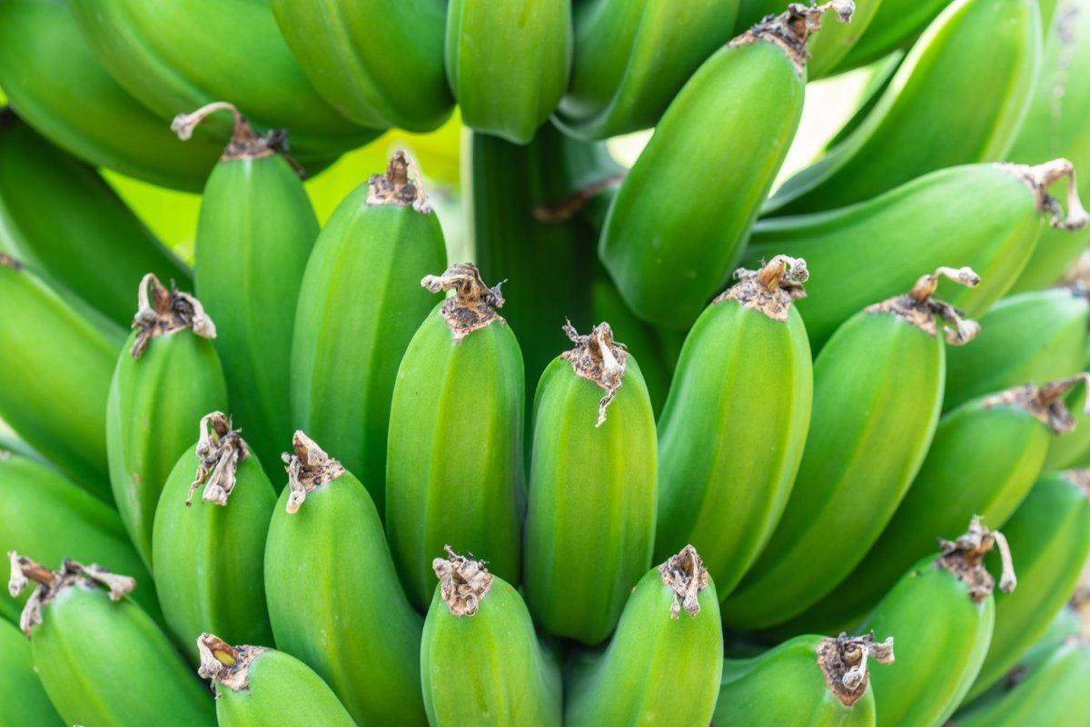 Kan şekerini yükseltmeyen 10 meyve