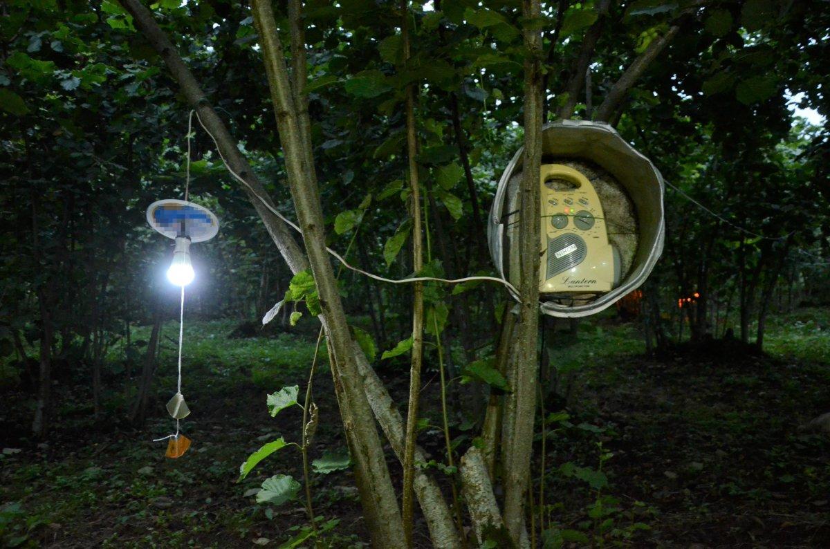 Ordulu'nun domuz kaçırma düzeneği işe yaradı