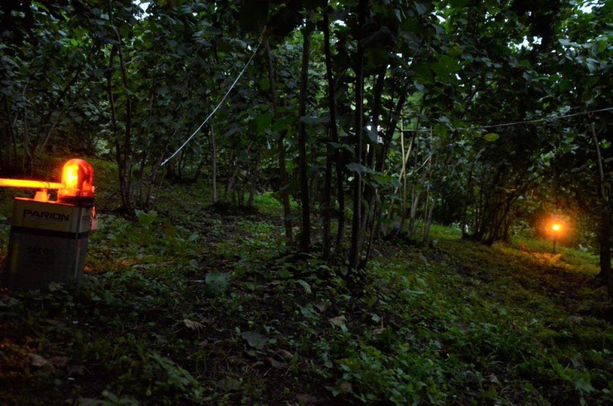 Ordulu'nun domuz kaçırma düzeneği işe yaradı