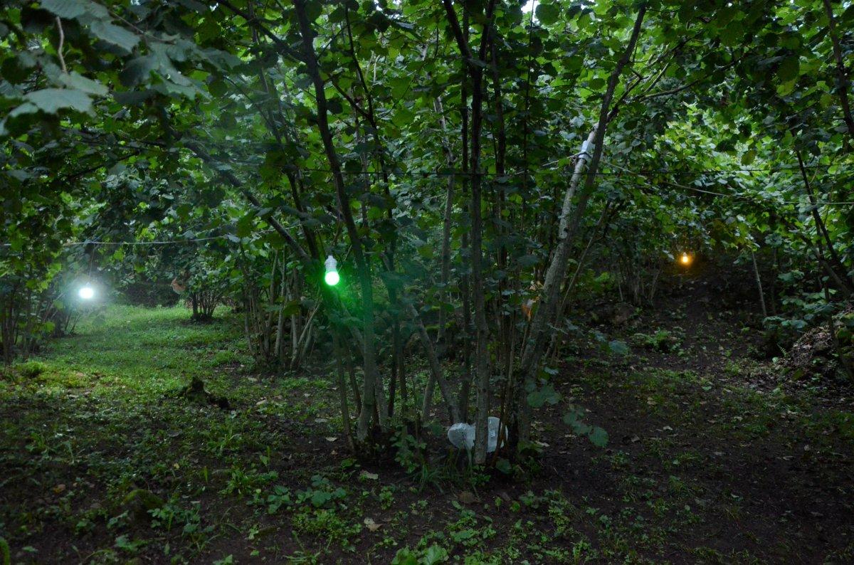 Ordulu'nun domuz kaçırma düzeneği işe yaradı