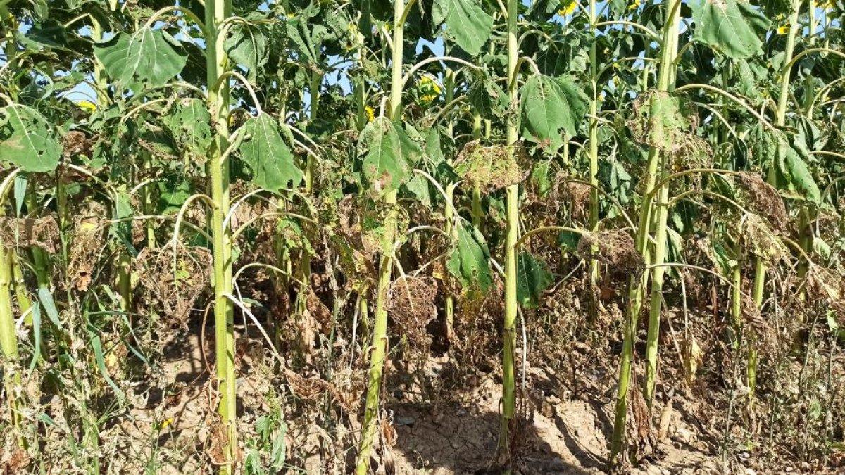 Tarım Bakanlığı: Tırtıl istilası rekolte kaybına neden olmayacak