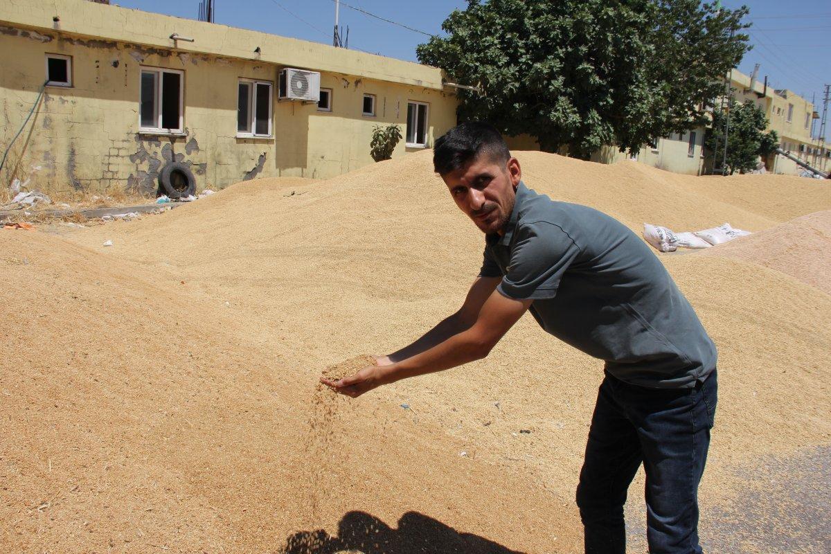 Yurt dışına buğday satıldığı iddiasının yalan olduğu ortaya çıktı