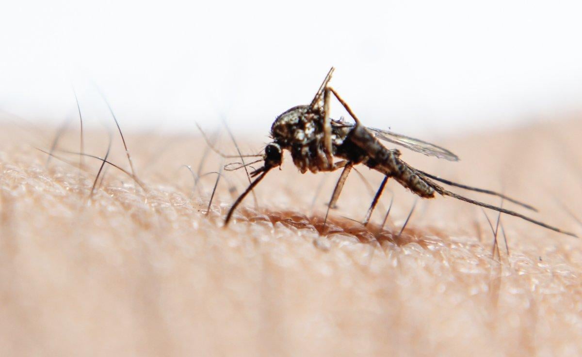 Sivrisinek ısırıklarından korunmak için bu dört rengi giymeyin!