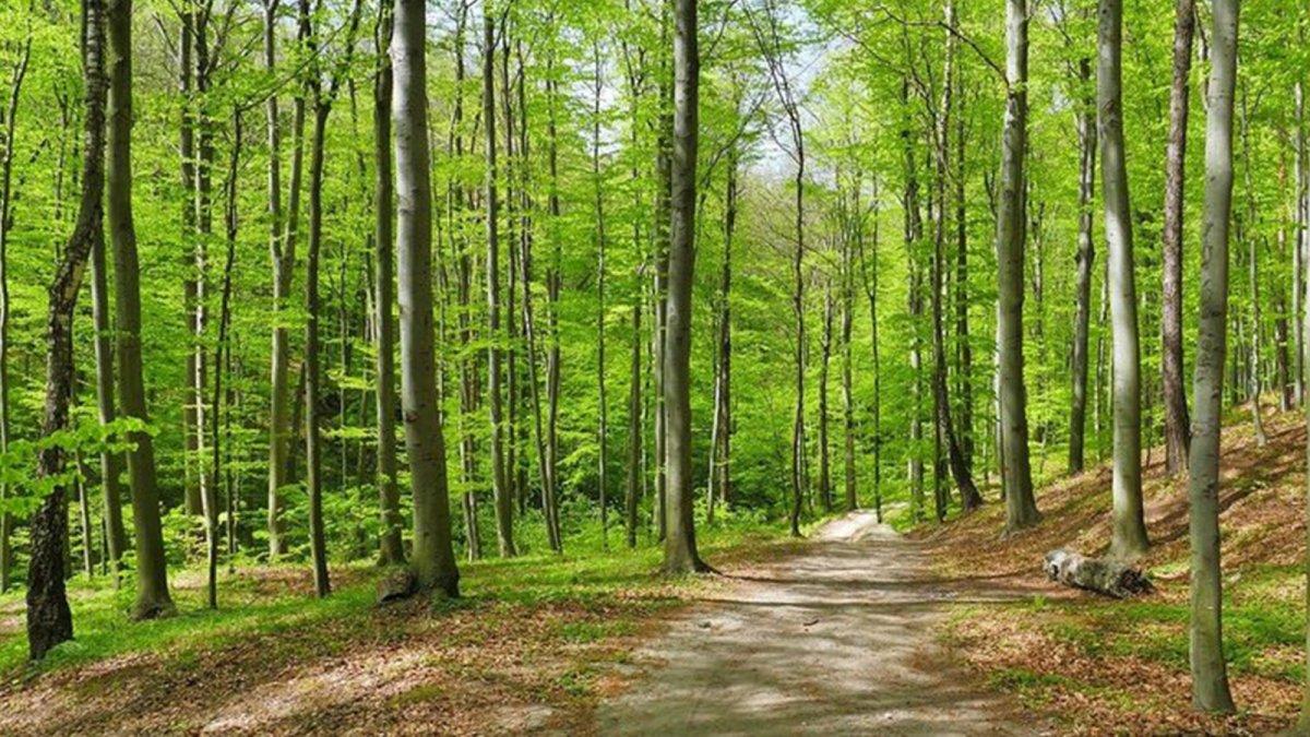 Ormanlara giriş yasak mı? Hangi illerde ormanlara giriş yasaklandı?
